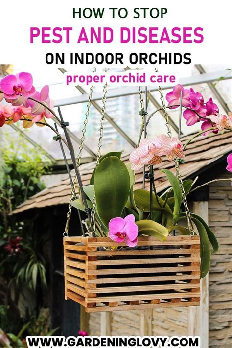 mature orhidea|How to care for an orchid and make it thrive all year long.